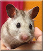 Buddy the Syrian Hamster