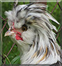 Cecil the Polish Chicken