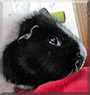 Oscar the Guinea Pig