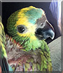 Bella the Blue Front Amazon Parrot