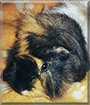 Maximiljan the Guinea Pig