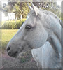 Fancy the Horse