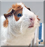 Frodo the Abyssinian Guinea Pig