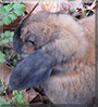 Nibbles the Holland Lop Rabbit