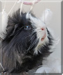 Jack the Peruvian Guinea Pig