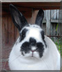Cookie the Netherland Dwarf Rabbit