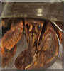 Goliath the Hermit Crab