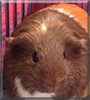 Snickers the Guinea Pig