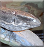 Ciumak the Savannah Monitor Lizard 