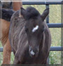 Freyja the Icelandic Horse 
