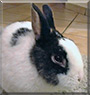 Blacky the Dwarf Rabbit 