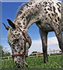Wyatt the Appaloosa Horse 