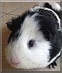 Peter the Guinea Pig