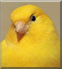 Pepe the Canary