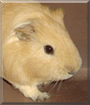 Tomodachi the Guinea Pig