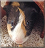 Snickers the Smooth Hair Guinea Pig