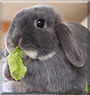 Effie the Mini Lop Rabbit
