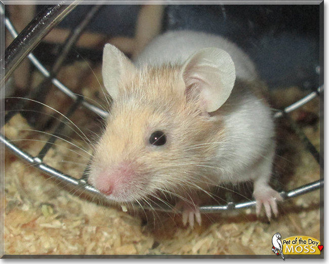 Moss the Fancy Mouse, the Pet of the Day