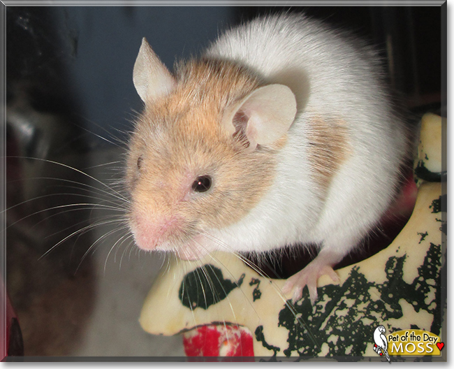 Moss the Fancy Mouse, the Pet of the Day