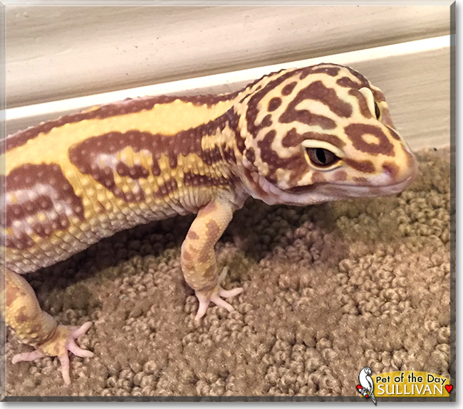 Sullivan the Giant Leopard Gecko, the Pet of the Day