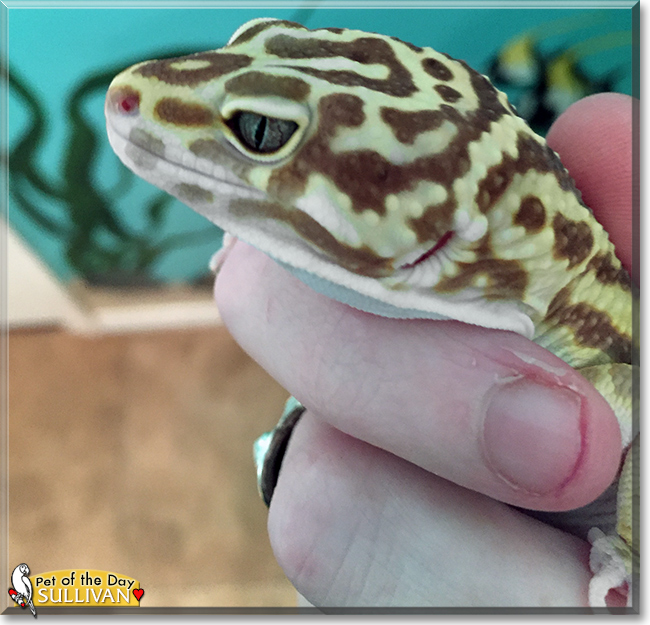 Sullivan the Giant Leopard Gecko, the Pet of the Day