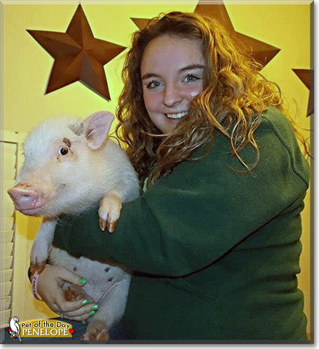 Penelope the Pot-bellied Pig, the Pet of the Day Penelope the Pot-bellied Pig, the Pet of the Day