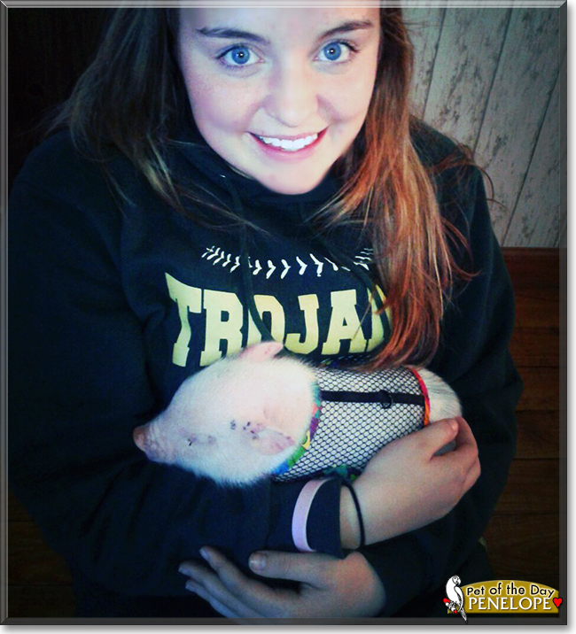 Penelope the Pot-bellied Pig, the Pet of the Day