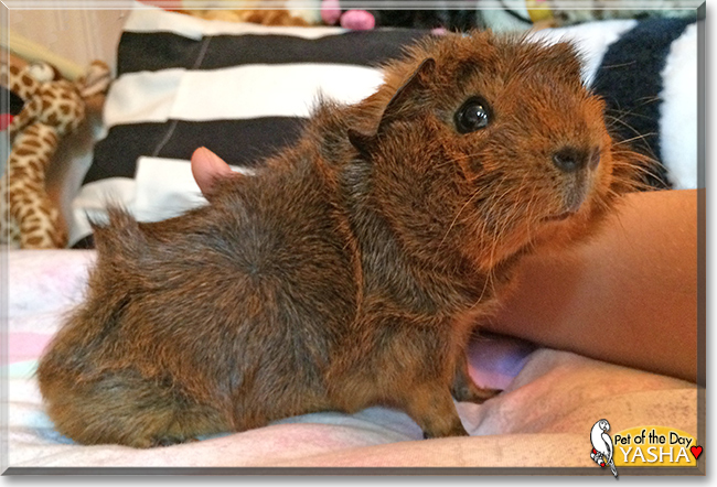 Yasha the Guinea Pig, the Pet of the Day Yasha the Guinea Pig, the Pet of the Day