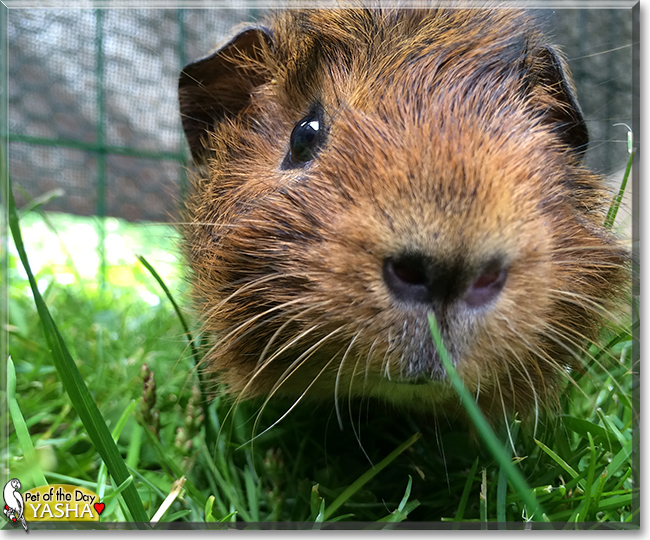 Yasha the Guinea Pig, the Pet of the Day