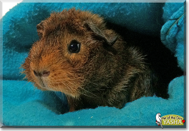 Yasha the Guinea Pig, the Pet of the Day