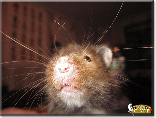 Clyde the Syrian Hamster, the Pet of the Day
