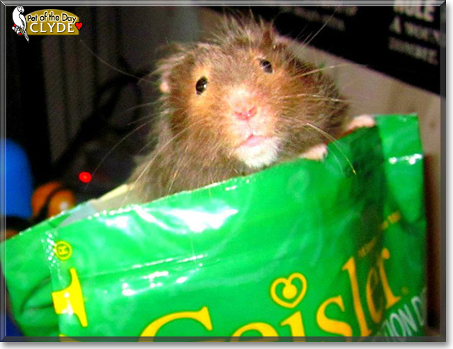Clyde the Syrian Hamster, the Pet of the Day