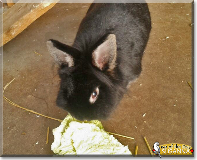 Susanna the Lionhead Mix Rabbit, the Pet of the Day Susanna the Lionhead Mix Rabbit, the Pet of the Day