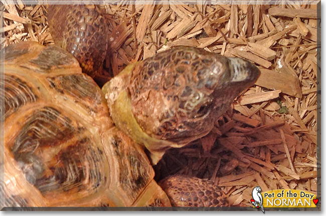 Norman the Russian Tortoise, the Pet of the Day
