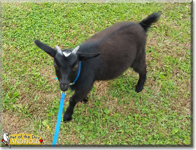 Andrious the Pygmy Goat, the Pet of the Day Andrious the Pygmy Goat, the Pet of the Day