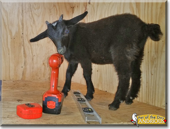 Andrious the Pygmy Goat, the Pet of the Day