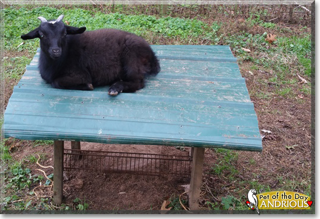 Andrious the Pygmy Goat, the Pet of the Day