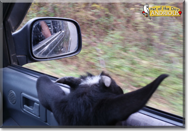 Andrious the Pygmy Goat, the Pet of the Day
