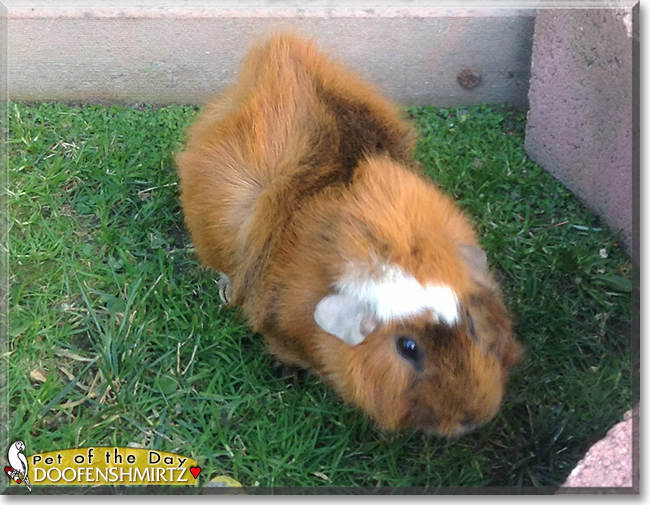 Doofenshmirtz the Guinea Pig, the Pet of the Day Doofenshmirtz the Guinea Pig, the Pet of the Day