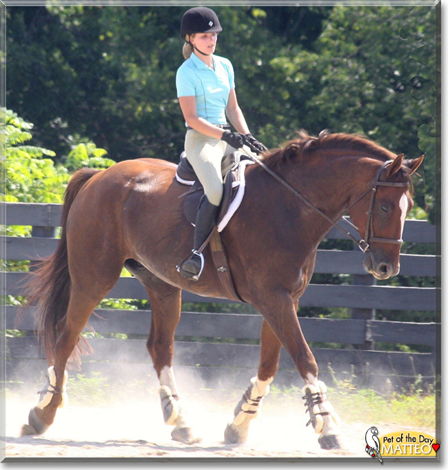 Matteo the Belgian Warmblood, the Pet of the Day Matteo the Belgian Warmblood, the Pet of the Day