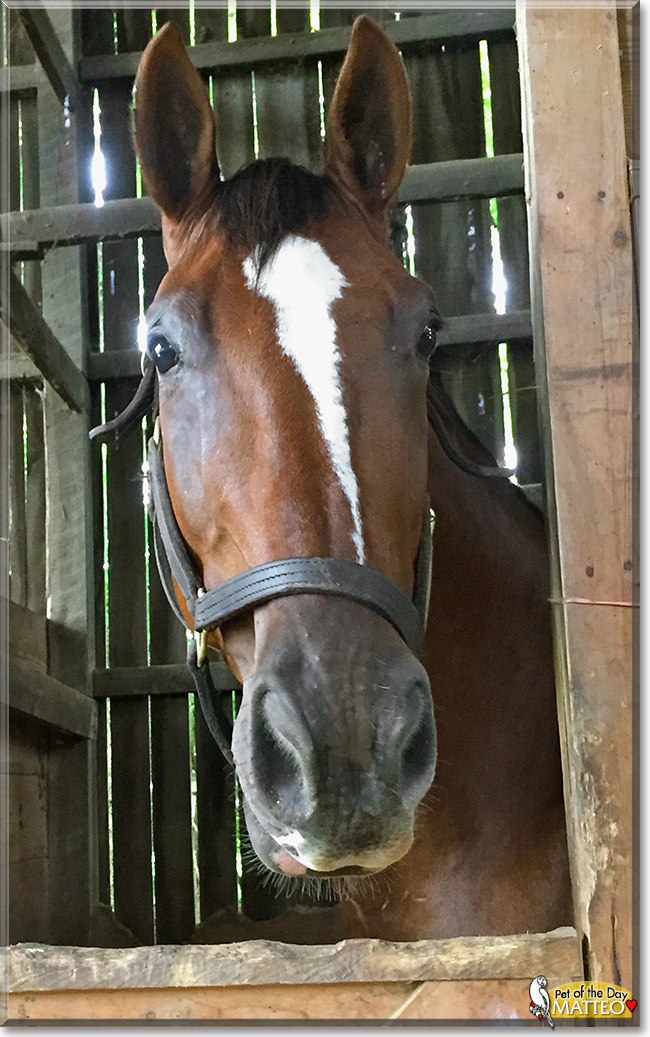 Matteo the Belgian Warmblood, the Pet of the Day