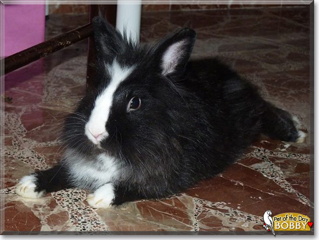 Bobby the Lionhead Rabbit, the Pet of the Day Bobby the Lionhead Rabbit, the Pet of the Day
