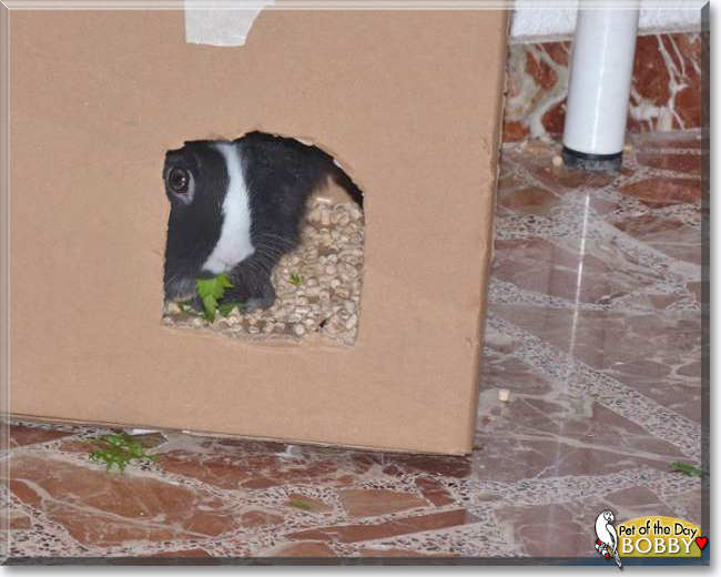 Bobby the Lionhead Rabbit, the Pet of the Day