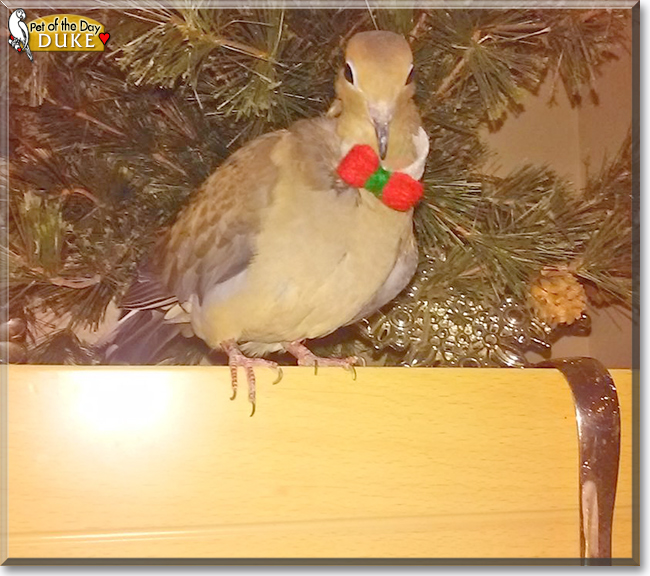 Duke the Mourning Dove, the Pet of the Day Duke the Mourning Dove, the Pet of the Day