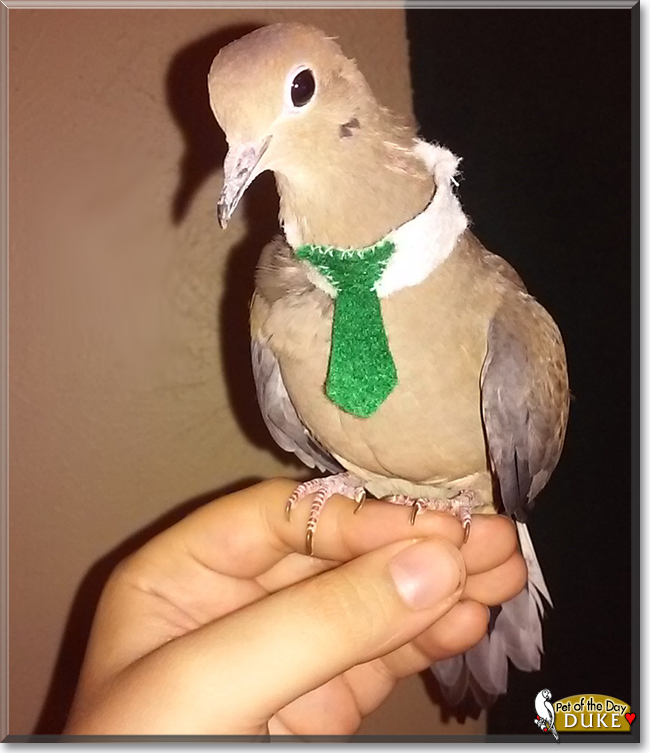 Duke the Mourning Dove, the Pet of the Day