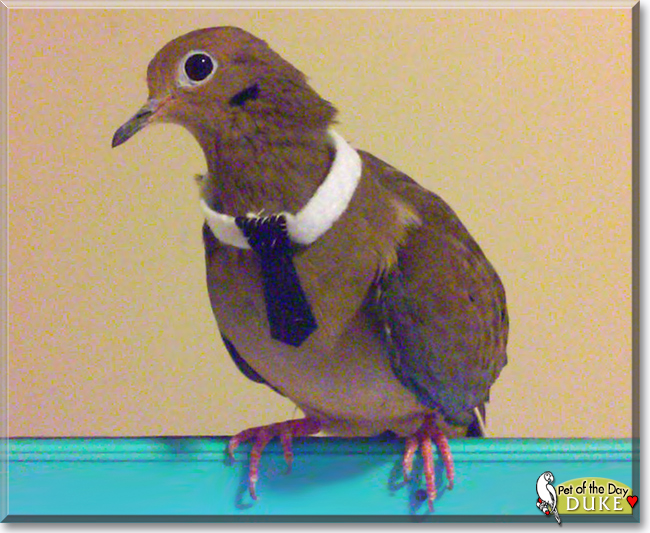 Duke the Mourning Dove, the Pet of the Day