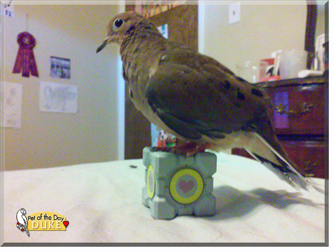 Duke the Mourning Dove, the Pet of the Day