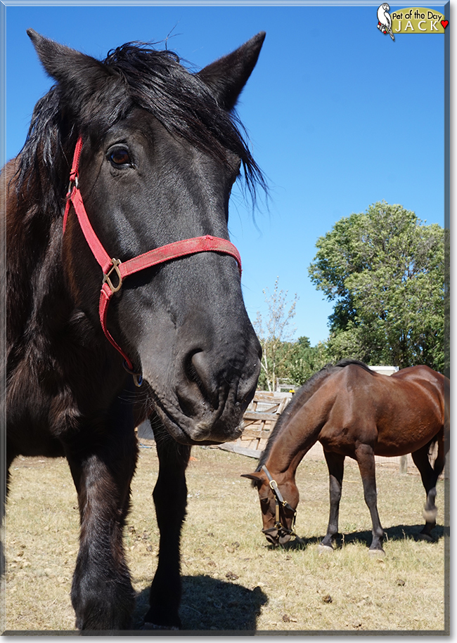 Jack the Percheron, the Pet of the Day Jack the Percheron, the Pet of the Day