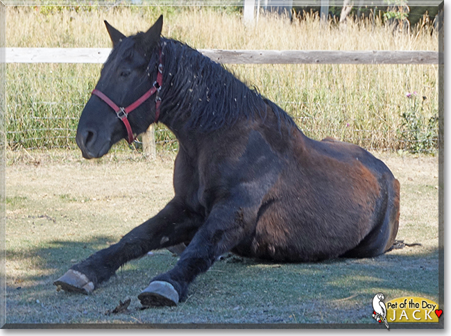 Jack the Percheron, the Pet of the Day