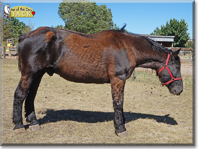 Jack the Percheron, the Pet of the Day